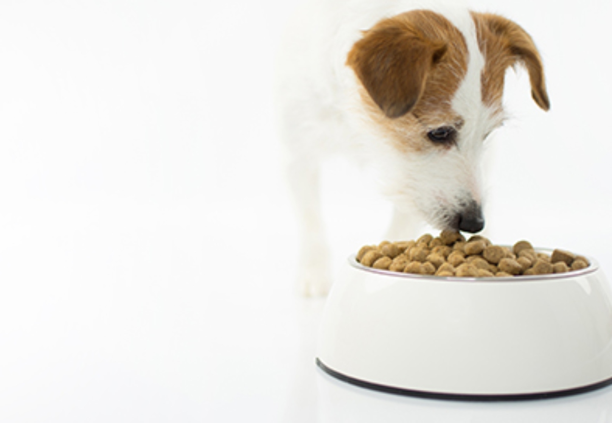 The Latest Trends in Dog Food