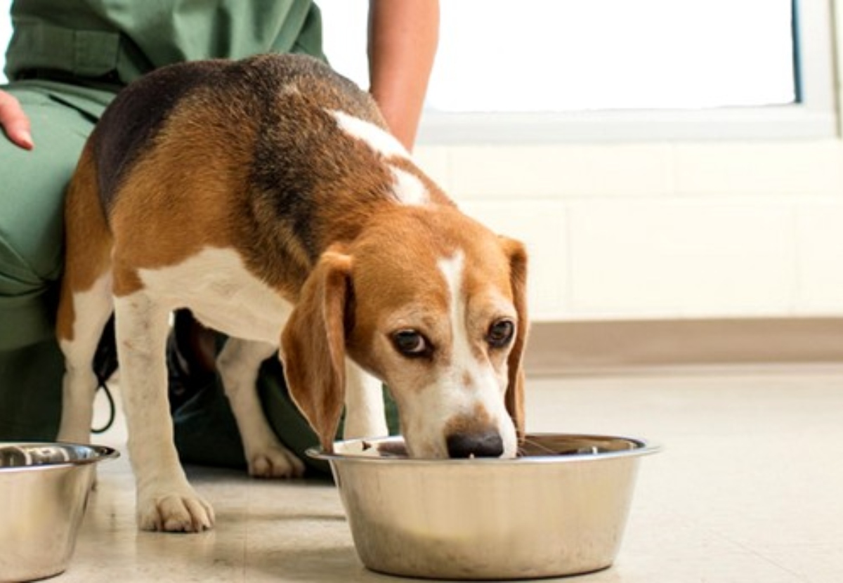 Ensuring FASMA Compliance for Pet Food