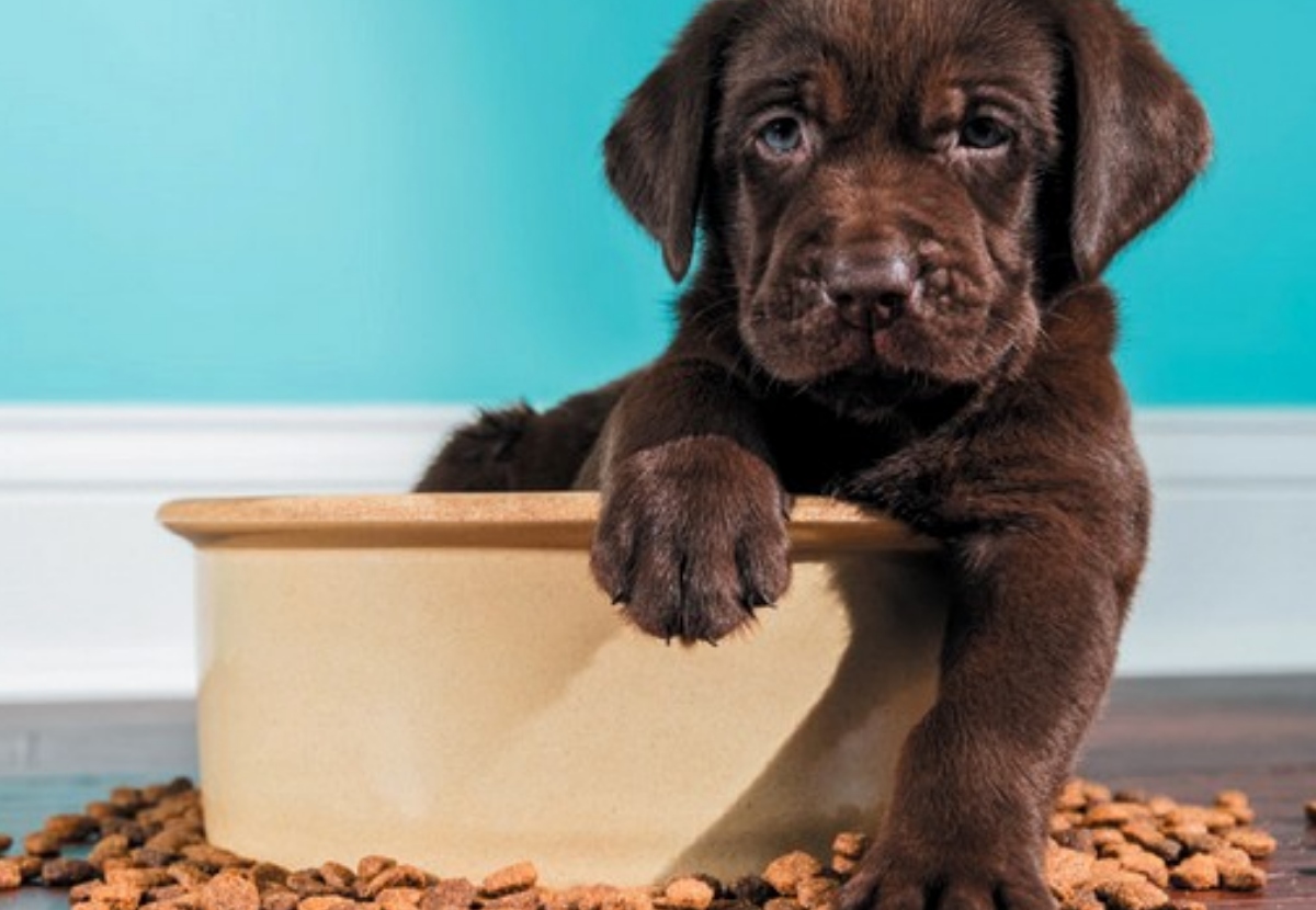 How Pet Food Premiumization Has Affected Nonaffluent Pet Owners