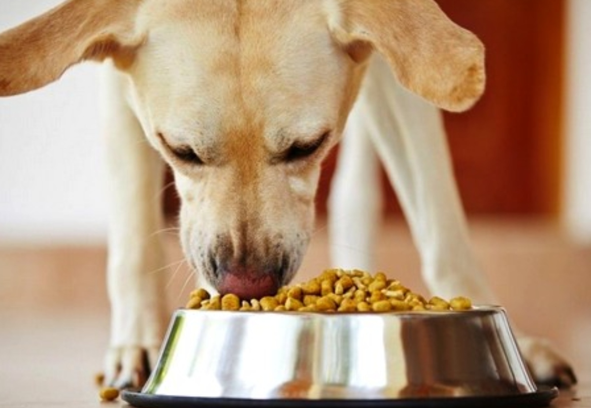 Amazon Launches Own Pet Product Brand, Wag; Starts With Food