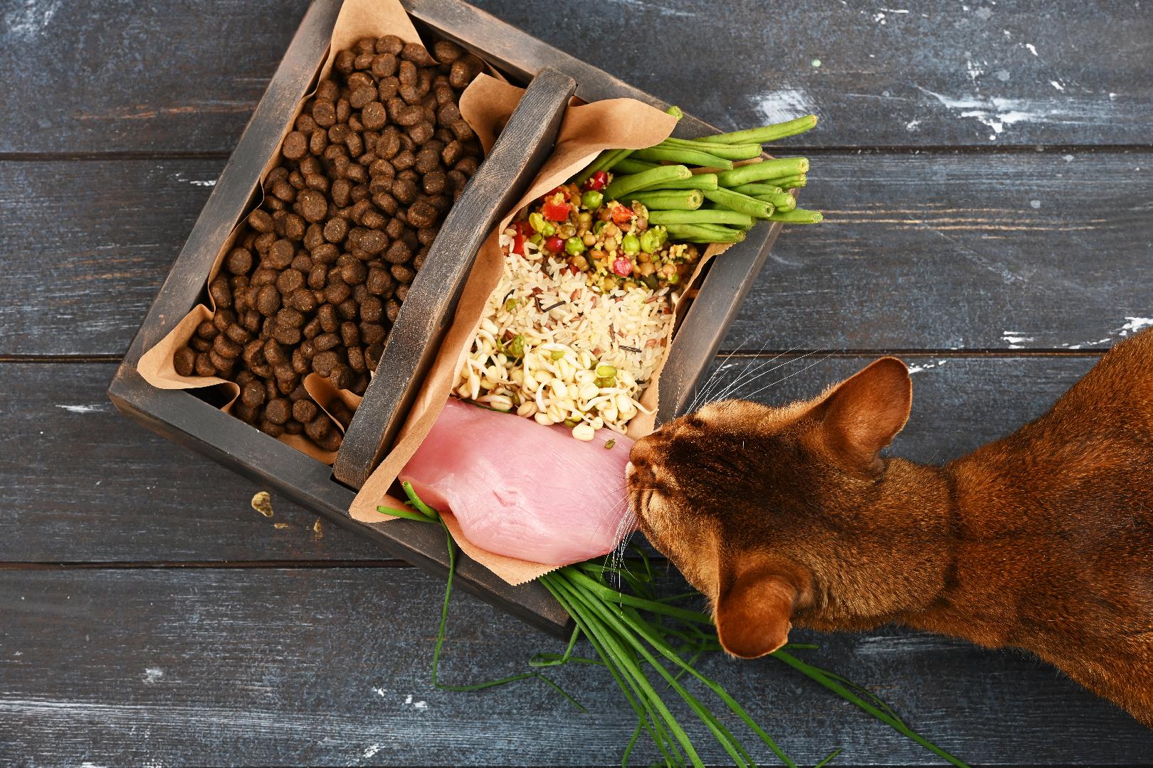 What is the most important ingredient in Pet Food?