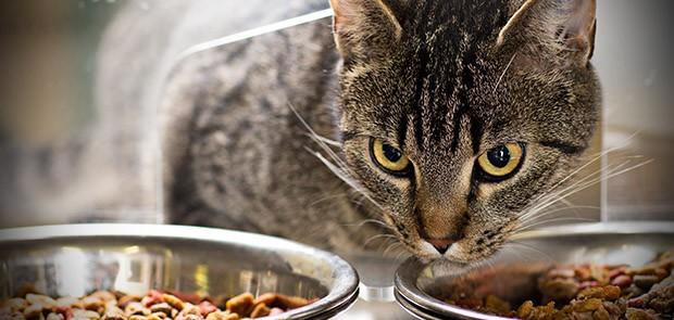 Beyond Consumpyion - Measuring Cat's Food Enjoyment - Research and development AFB Intenational