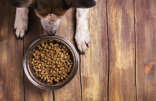 Why You’re Thinking About Pet Food Quality Wrong