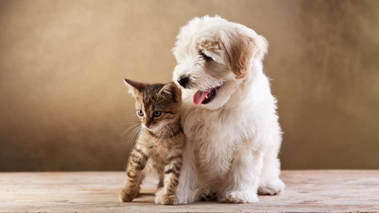 Mineral choice matters: Maximizing pet food nutrition