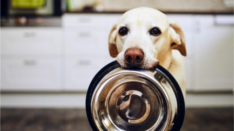 Mycotoxins in pet food: Risks for dogs