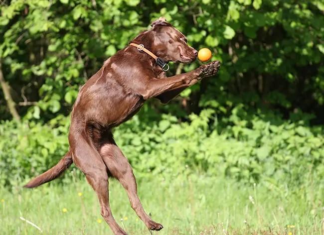 Behavior & Protein: Does Protein in Dog Food Play a Role in Your Dog’s Behavior?