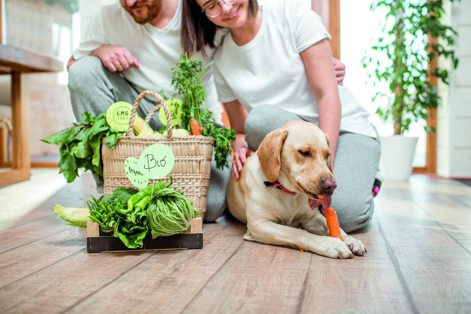 Nutritional alternatives to improve the quality of pets life
