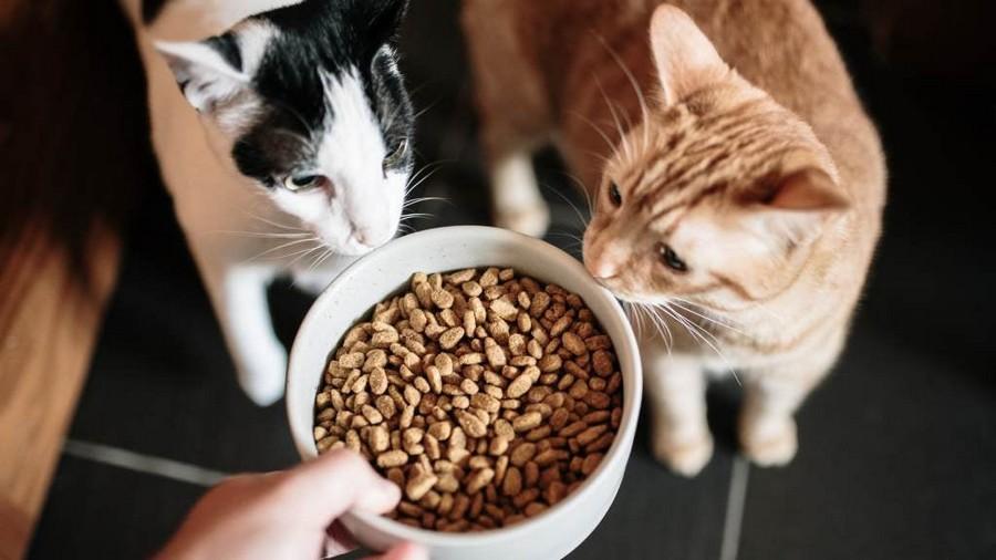 Byproducts in pet Food - Do they add Extra Nutrients 