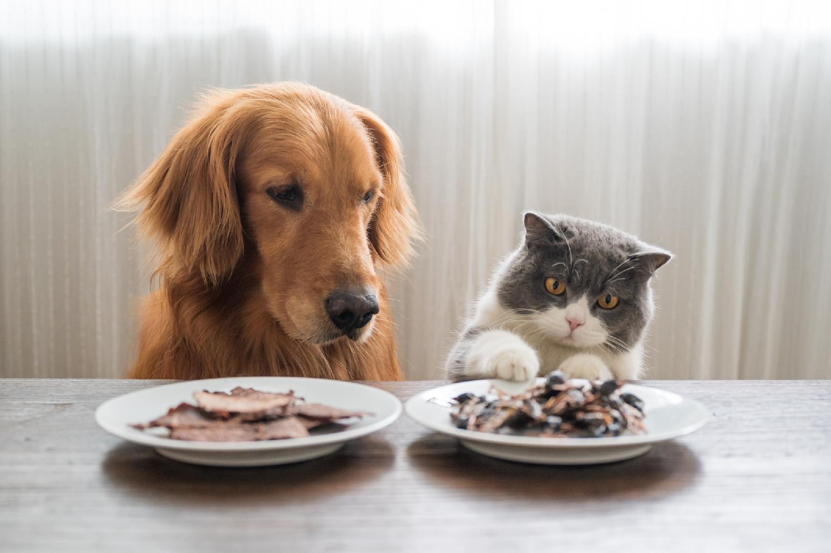 Palatability: The importance of flavor in pet nutrition