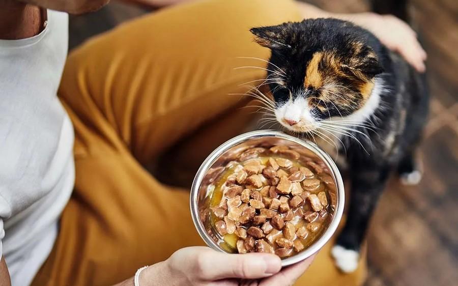 Finally, the Reason Why Your Cat Is a Picky Eater