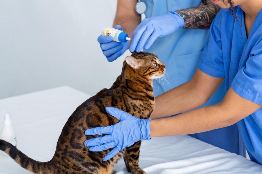 Immunological disease, reproductive issues more common in purebred cats
