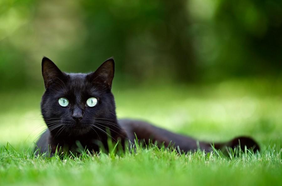How important is choline for cats