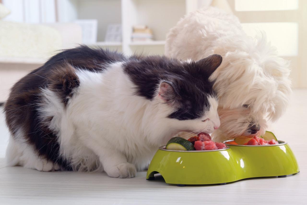 Current Vision of Functional Foods when feeding of Cats and Dogs 