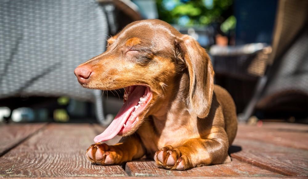 Small dog breeds at highest risk for dental disease, largest study confirms