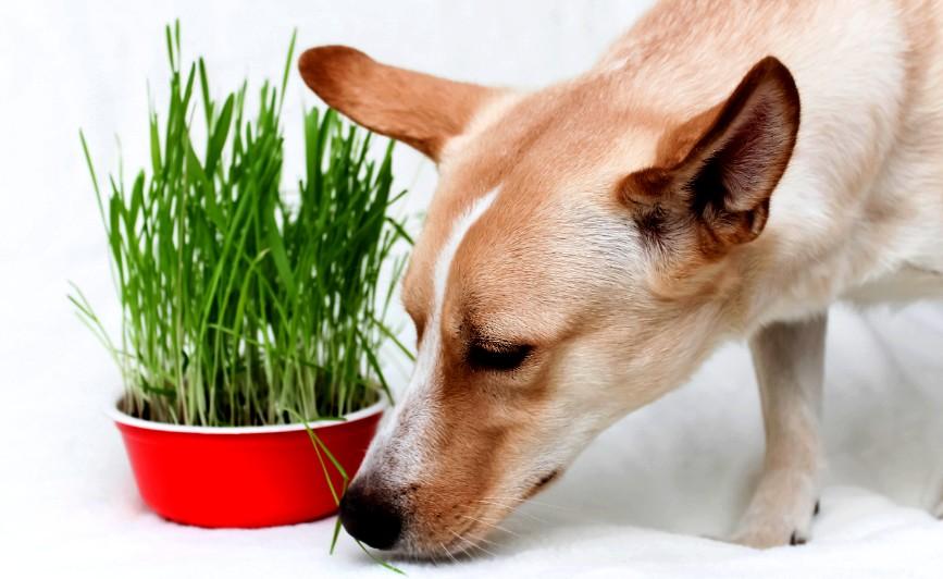 Can dogs be healthy on a vegan diet?