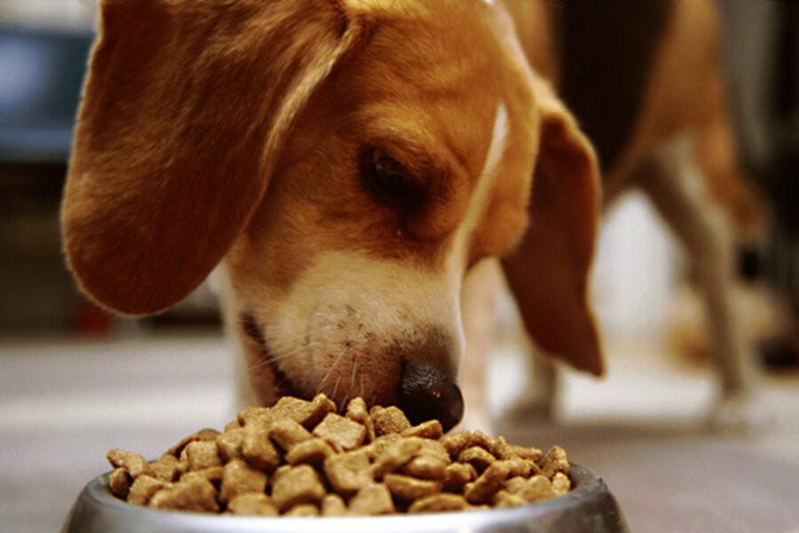 Most U.S. dog owners don't follow FDA pet food handling guidelines, study finds