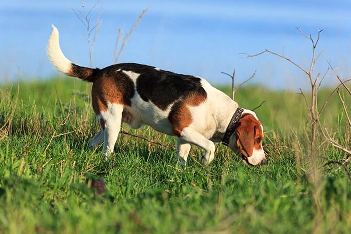 New links found between dogs' smell and vision