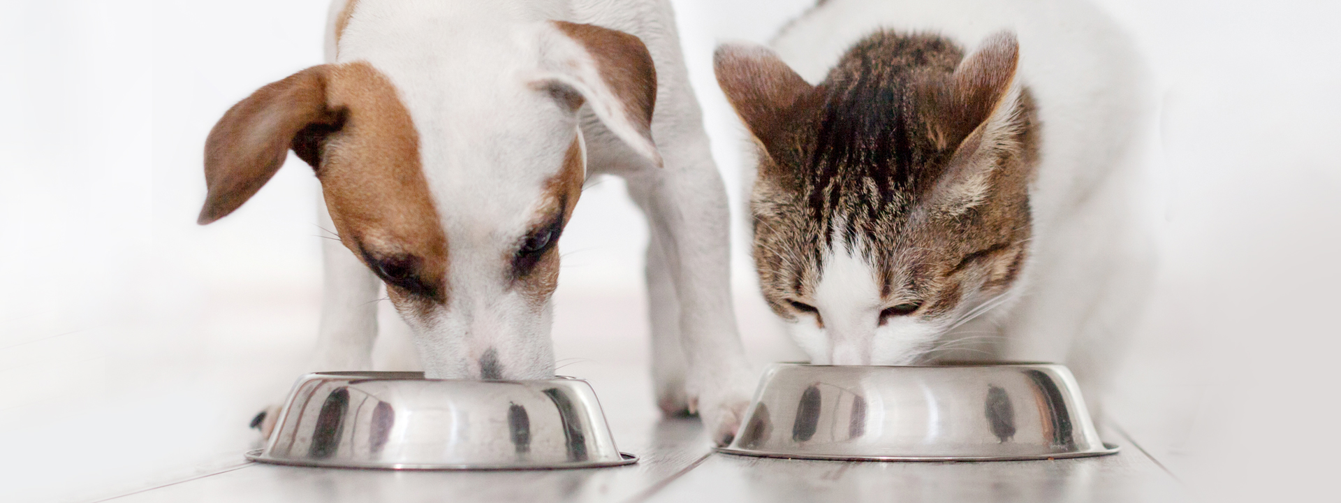 Dog vs Cat: from senses to feeding behavior, anatomy of a meal 