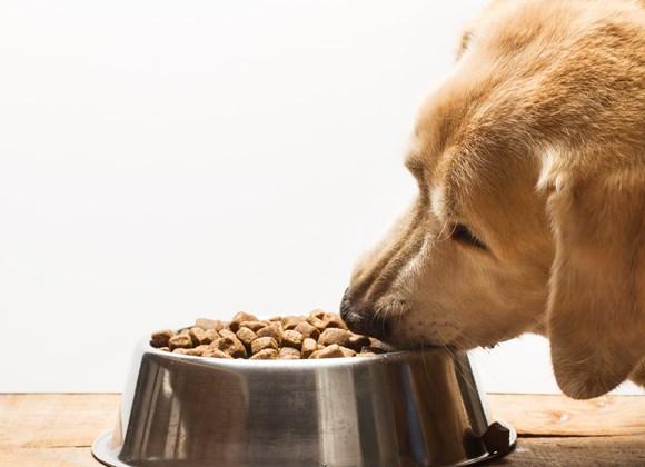 These are the best Natural Ingredients for Dog Food