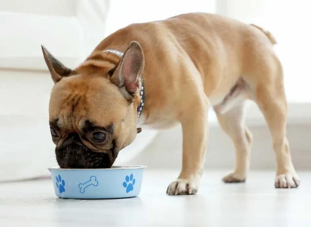 Majority of Pet Owners Are "Obsessed" With This Food, Says Data