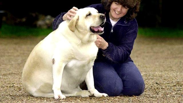 Survey Reveals Impact of Excess Weight for Dogs – and Their Owners