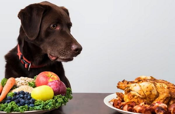 Australian firm introduces flexitarian diets for dogs