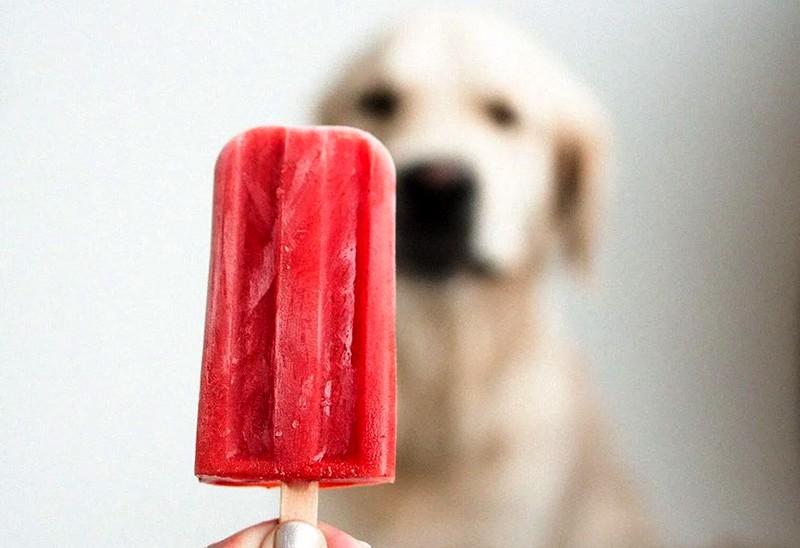 3 Major Dog Product Trends to Watch in 2022