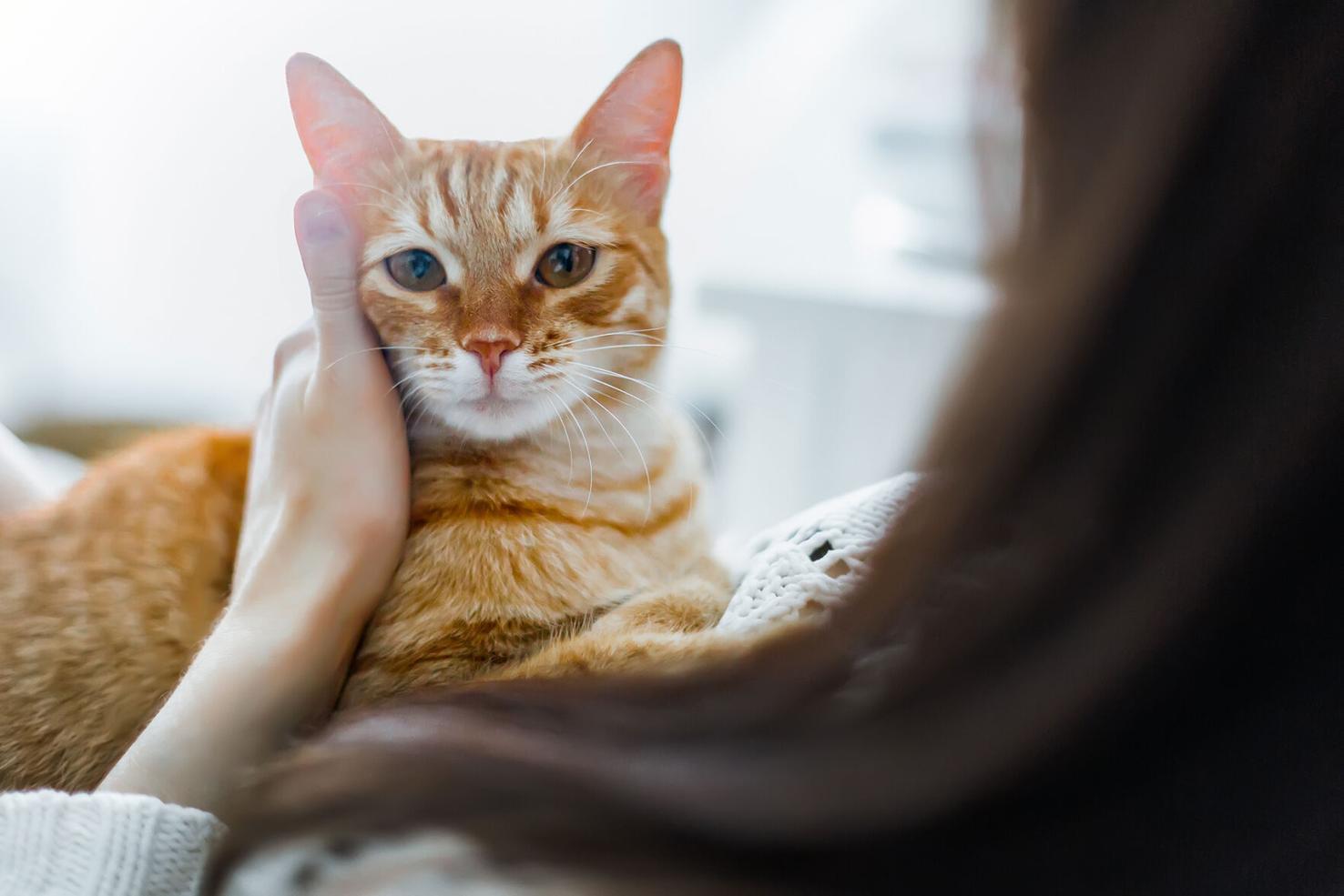 How Cat Food and Treat Selection Is Changing