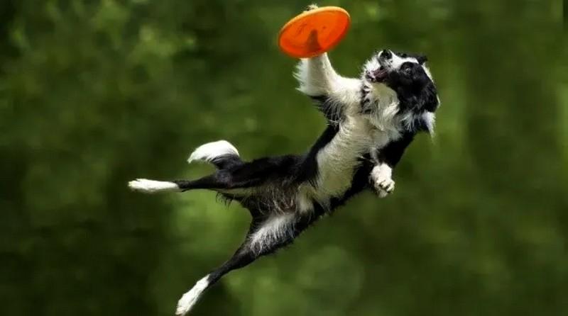How Pet Food Influences on Hyperactive Dogs