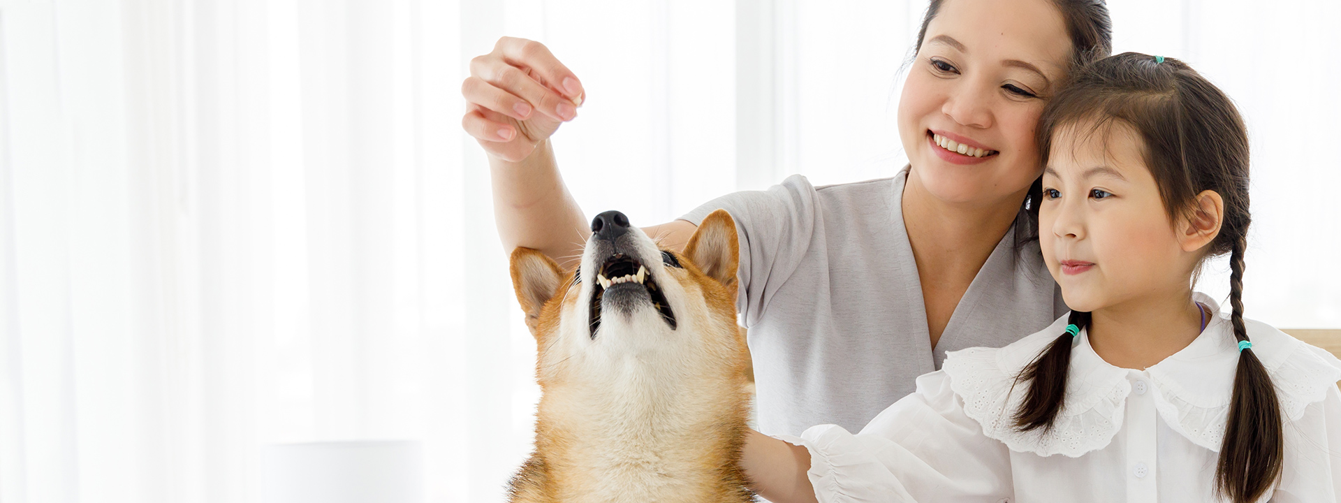 Pet food market trends in APAC, insights from pet fairs