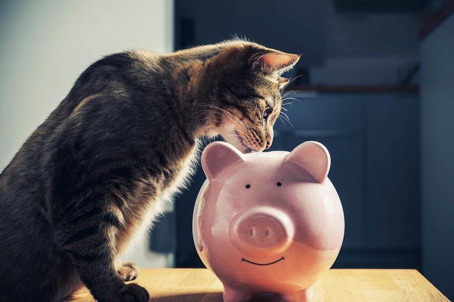 Is inflation impacting pet food spending?