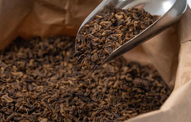 Agroloop commissions Bühler to provide proven insect-rearing tech for animal feed