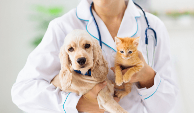 IVC Evidensia plans to merge with Canadian VetStrategy to become one of the largest veterinary groups