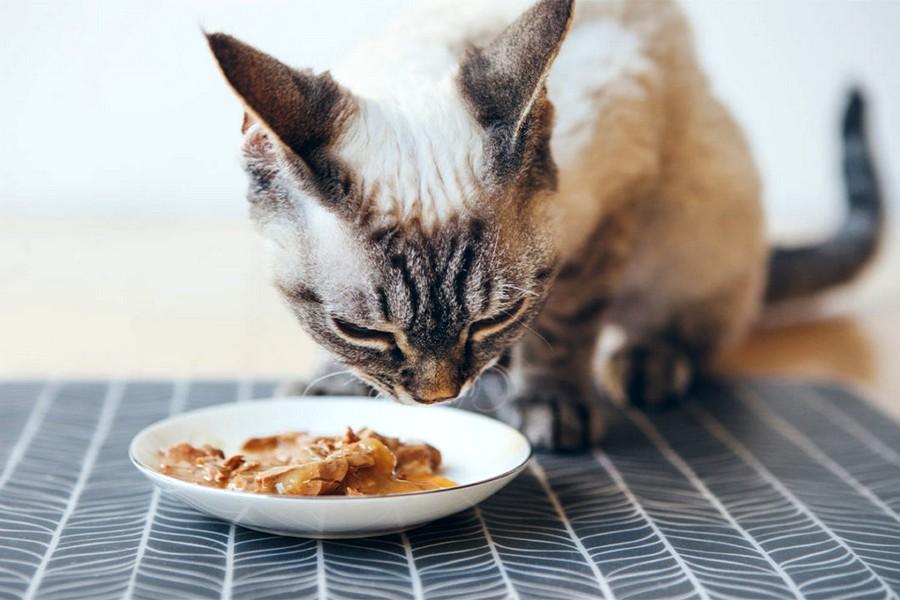 Kemin introduces new palatant line for wet cat food formulas