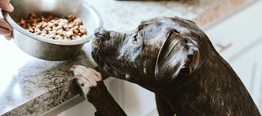 As pet owners prioritise the health and wellbeing of their pets, new opportunities abound in the pet food and treat market