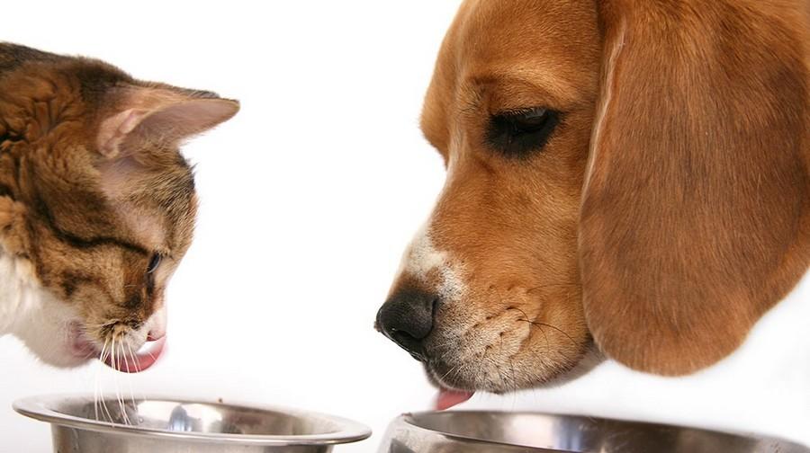 Petfood: key industry trends to look out for in 2022