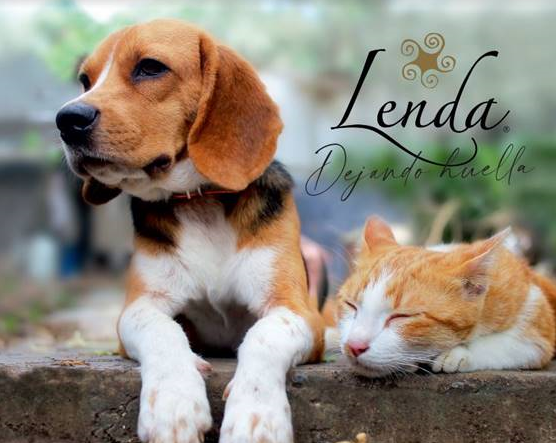 Lenda  - Leaving an impact on Pet Food