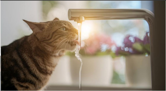 The most important nutrient for our pets: Water