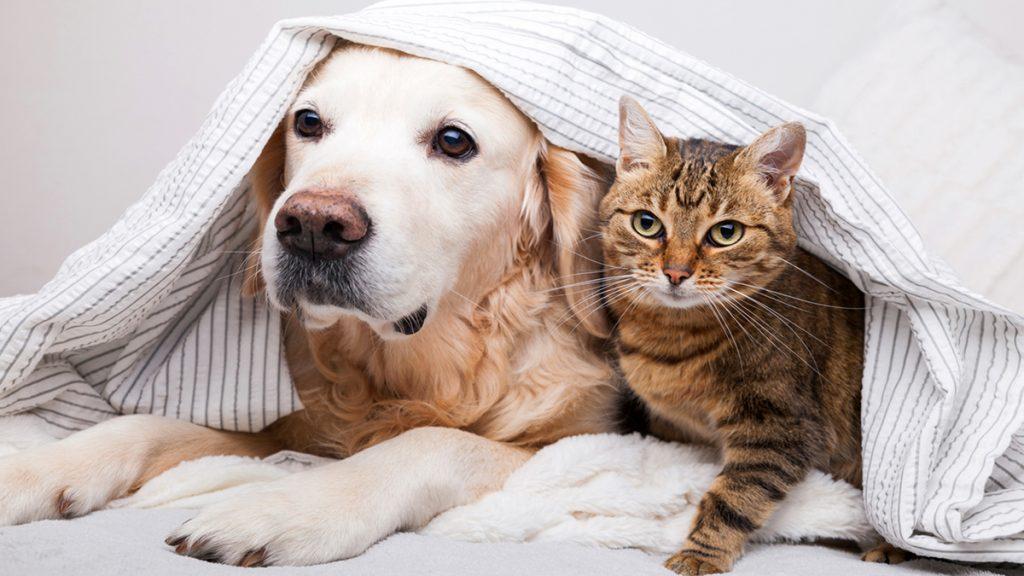 How data can help us End Pet Homelessness