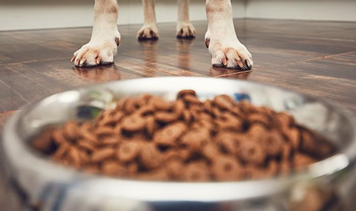Controlling Mycotoxin Contamination in Pet Food