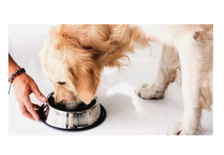 The Origin of Current Omega Fatty Acid Standards in Pet Food