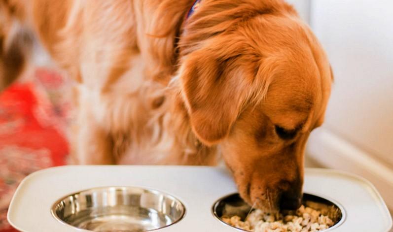 A study analyzes the role of palatability in the pet nutrition industry