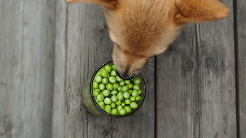 Reformulation of Petfood diets with AMN Pea Concentrates