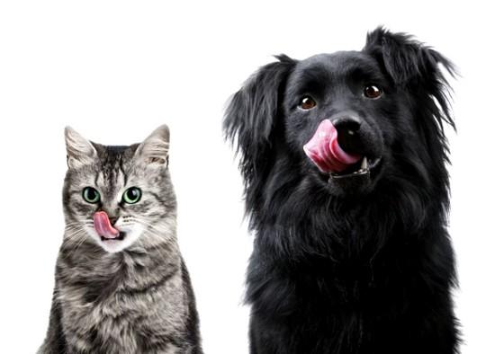 Dogs prefer to eat Fat, and Cats surprisingly tend toward Carbs