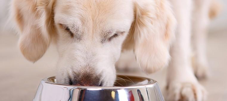 Global pet food survey: Demand for recognisable and health-promoting ingredients.