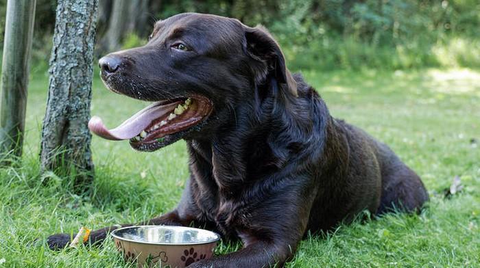 The nutritional needs of pets during summer