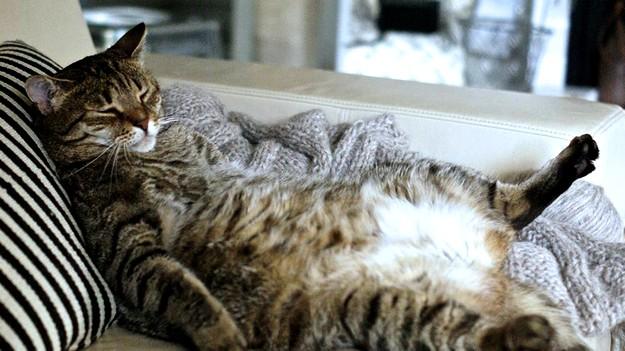 Nearly Half of Pets Are Overweight but Few Receive Treatment