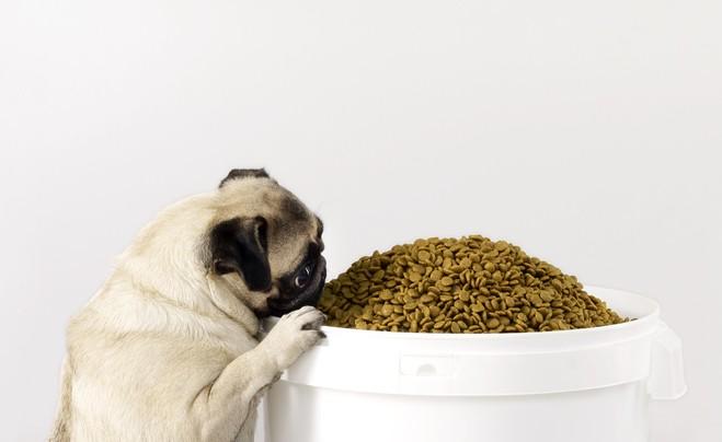 The Scoop on Storing Pet Food