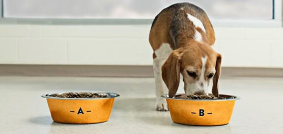 Principles of Pet Food  Palatabity 