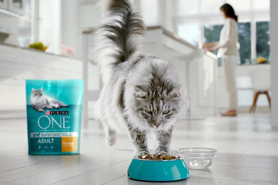 Purina PetCare leads Nestlé’s growth in 2023